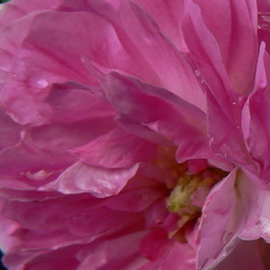 Szkółka róż - stare róże ogrodowe - różowo - biały - Rosa  Geschwinds Orden - róża z dyskretnym zapachem - Rudolf Geschwind - Te wyjątkowe kwiaty otwierające się w małych grupkach kwitną niestety talko jednokrotnie, wiosną lub latem.